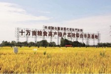 射洪关于成都商务伴游外围雇用的信息